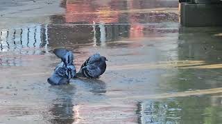 The Home Depot - How Birds get more done after a shower