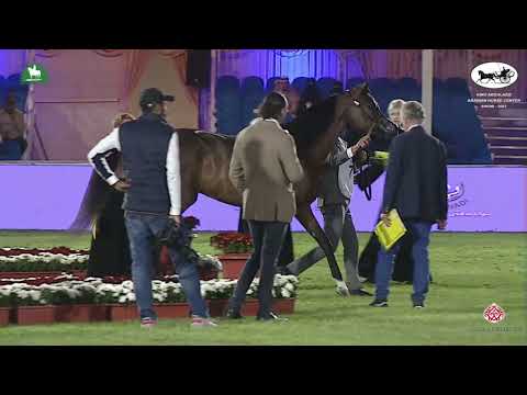 N 78 NOUF ATHBAH   2021 KING ABDULAZIZ ARABIAN HORSE CENTER SHOW   Fillies 2 Years Old Class 2B
