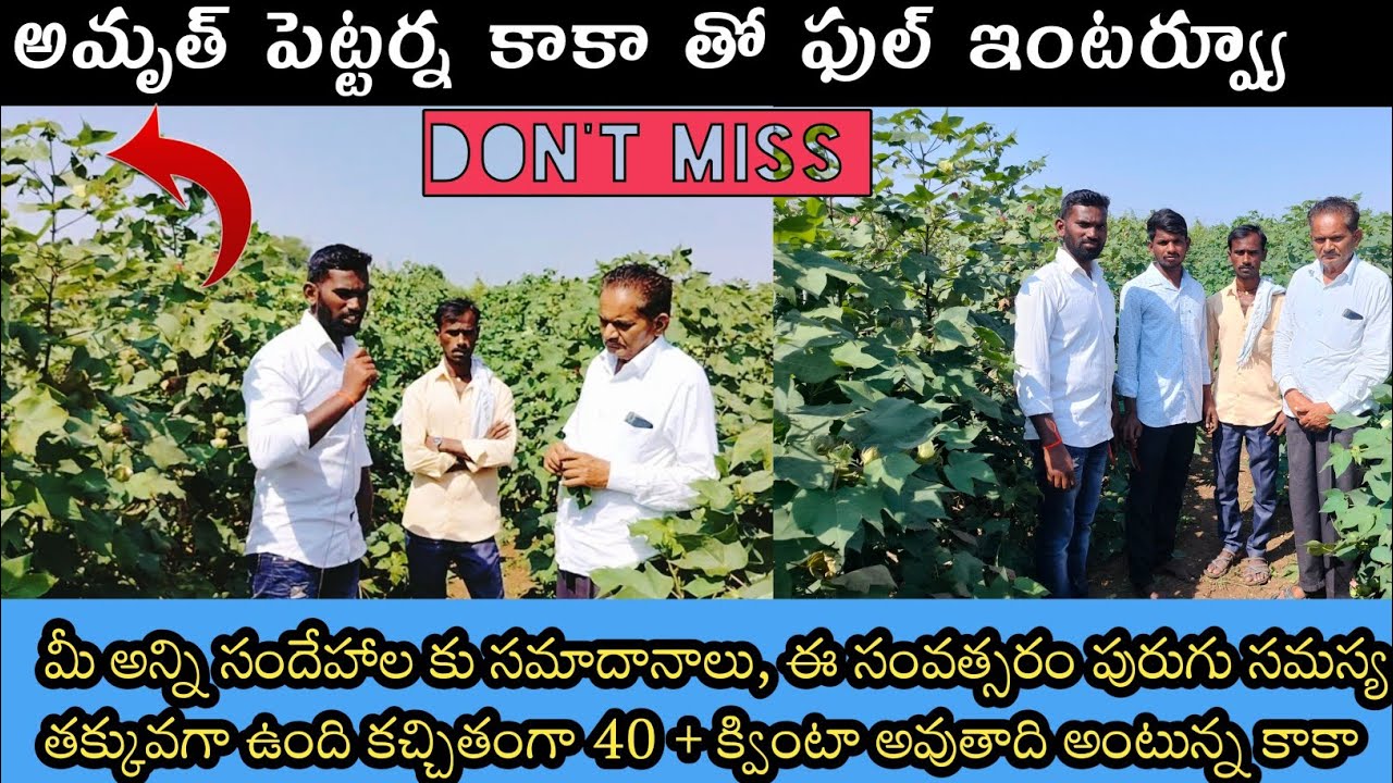 గులాబీ పురుగుకు నివారణ మేము ఇలా చేస్తాము || full interview with amruth rao deshmuk @Aaryanfarms