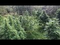 2020 GUERILLA GROW UK OUTDOOR  PHOT