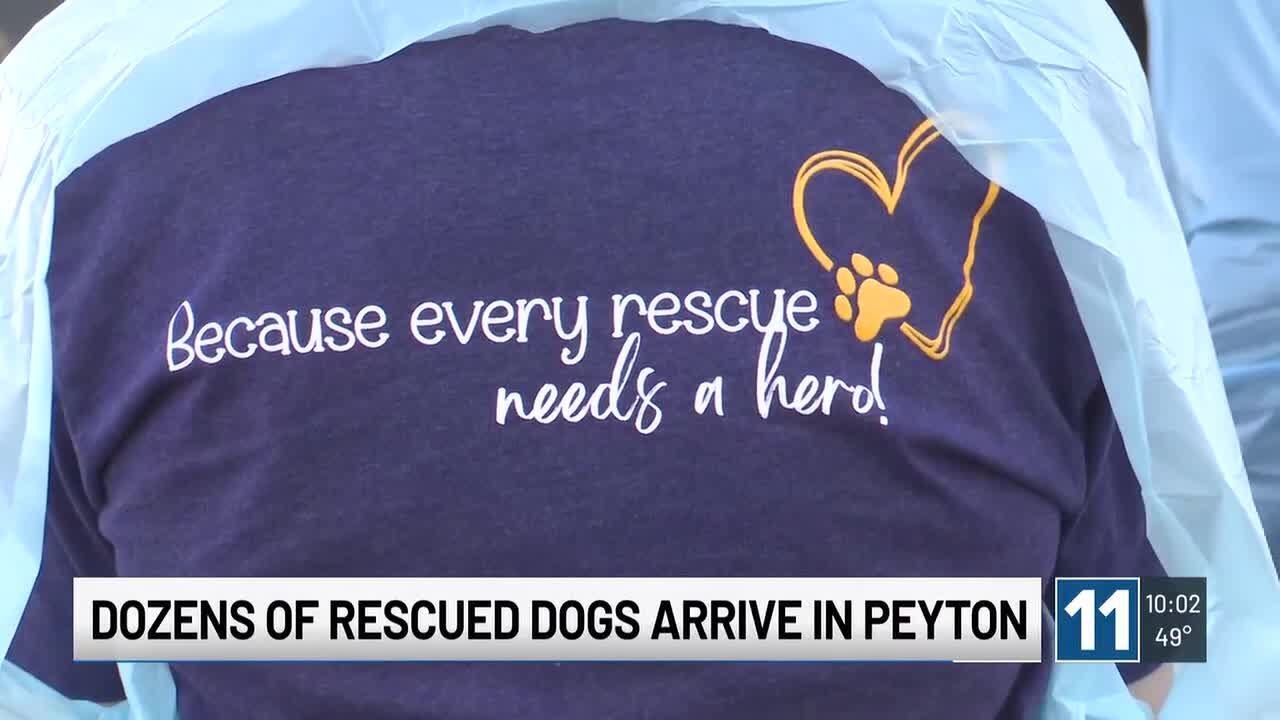 «Их очень и очень не заботились»: Национальная организация по спасению собак «Mill Dog Rescue» от...