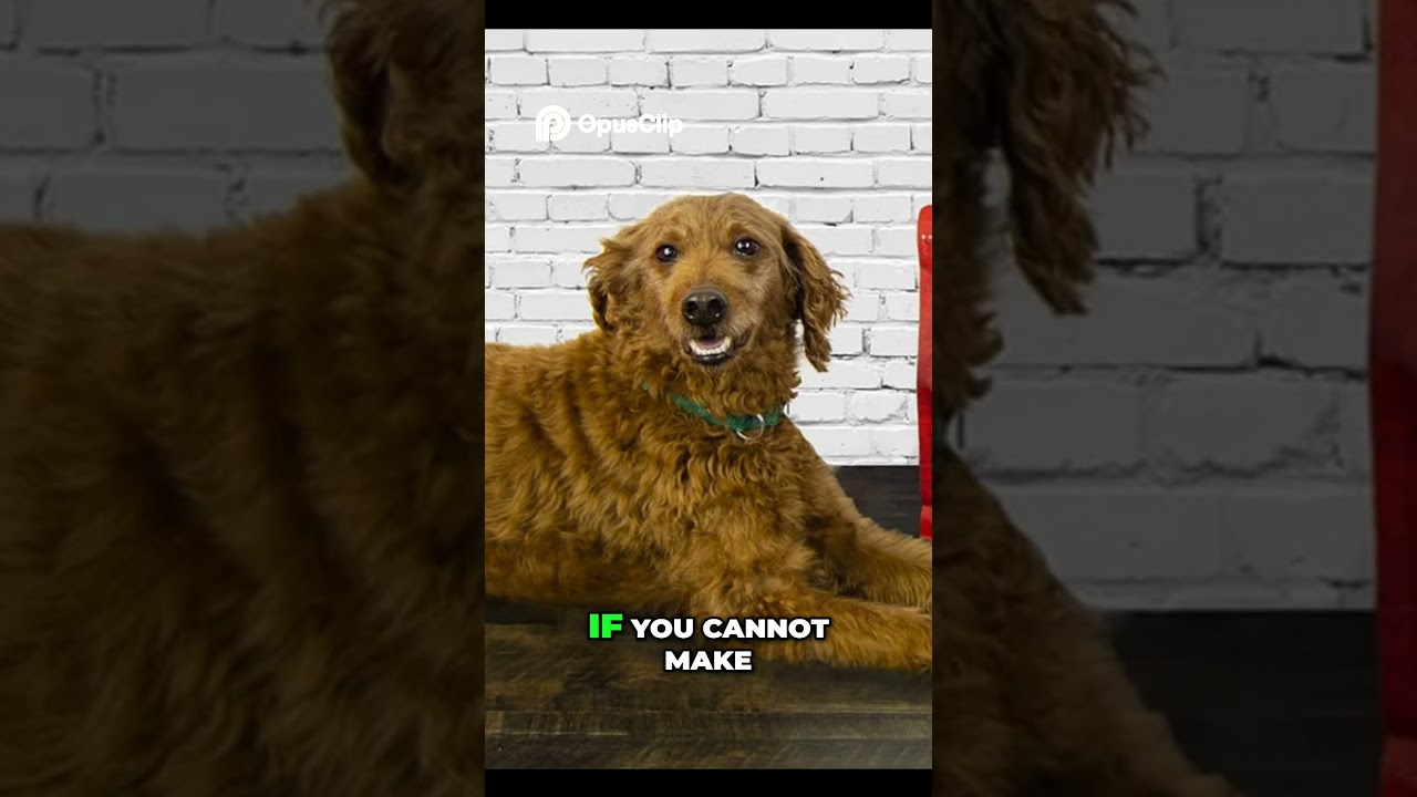 Секреты домашнего и коммерческого корма для собак!