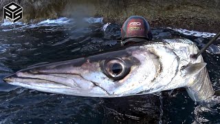 PESCASUB Barracuda e Cernia 10 kg Pesca subacquea nel Sottocosta - Pesca in Apnea 2024