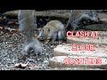 Squirrels Play and Fight [NARRATED]