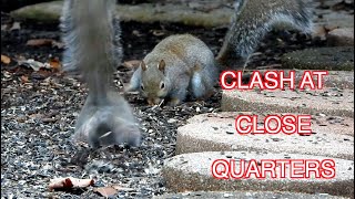 Squirrels Play and Fight [NARRATED]