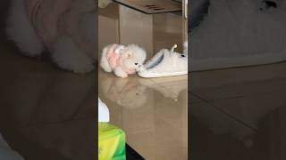 #Cut Puppy🐶, #Dog Lover Pet Happiness #Baby #Hugpet Beautifully #heartlove