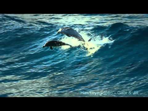 The Ocean ~ Chill Out Ibiza Vol. 3 ~ Dolphins x Humpbacks Love Of The Ocean