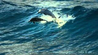 The Ocean (Goldripp Remix) ~ Chill Out Ibiza Vol. 3 ~ Dolphins & Humpbacks Love of the Ocean [HD]