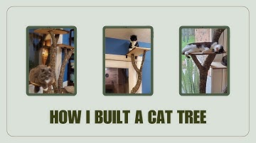 How I built a cat tree out of tree branches/DIY
