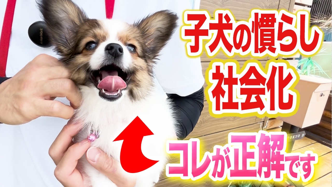 犬 社会 化 不足 治し 方