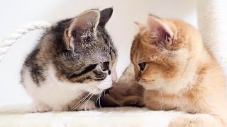 猫のCocoの思い出Part1 出会いから娘猫のKikiが産まれるまで【Memories of the cat CocoFrom meeting to becoming a daddy cat】