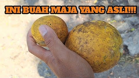BUAH YANG JADI SIMBOL KERAJAAN MAJAPAHIT - Mencoba Buah Maja