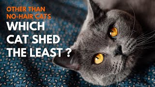 Other Than NoHair Cats, Which Cat Sheds The Least?