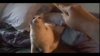 Itching the Kitty