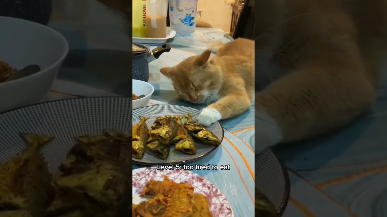 Cats getting more eepy 😴