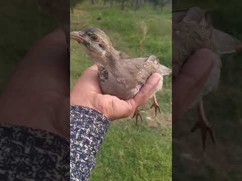 Кабк чучаи бародар кеклик