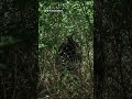 The Bigfoot Watched Us From Behind The Brush! #short #shorts #shortvideo #bigfoot #shortsfeed