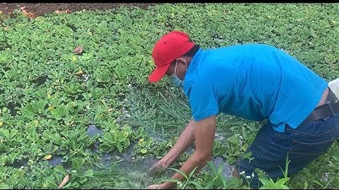 Giao Ốc Bươu Đen Giống Cho Khách Hàng Ở Châu Thành-Bến Tre | Liệt Vlog