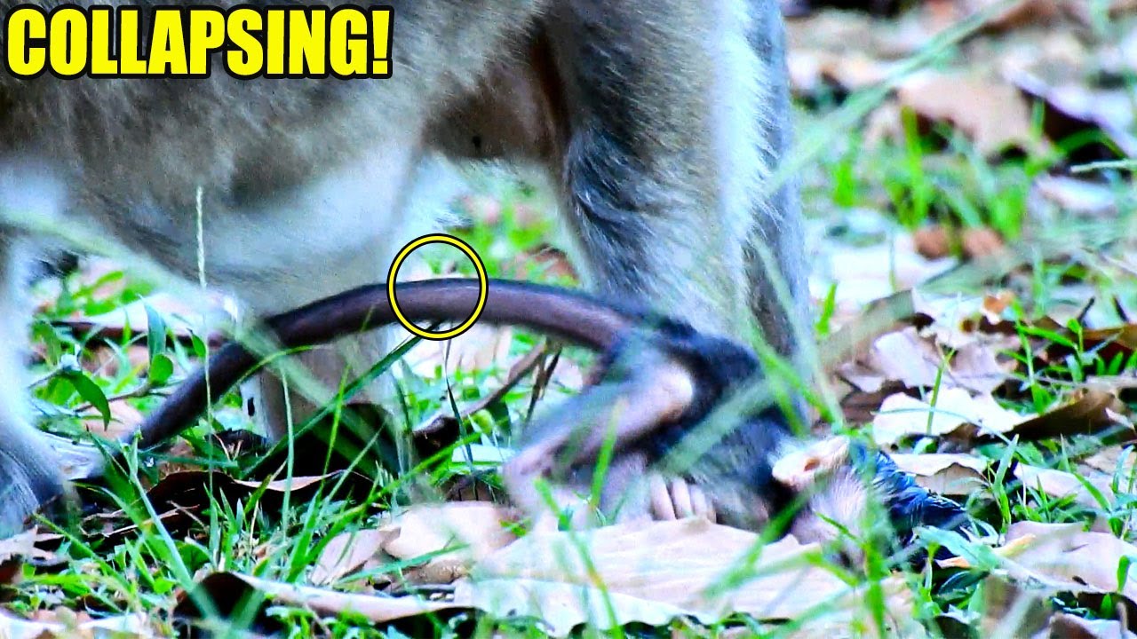 PLEASE HELP! PO-OR BB VENUS COLLAPSED MANY TIMES WHILE SHE WAS LEARNING HOW TO WALK.