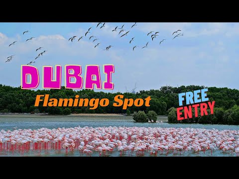 Ras Al Khor Wildlife Sanctuary | FLAMINGO SPOT DUBAI | FREE ENTRY