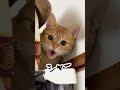 チャイさんの暮らし㊴。#保護猫