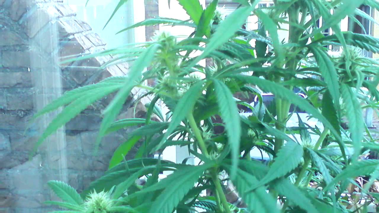 SUPER SKUNK WEEK 16?