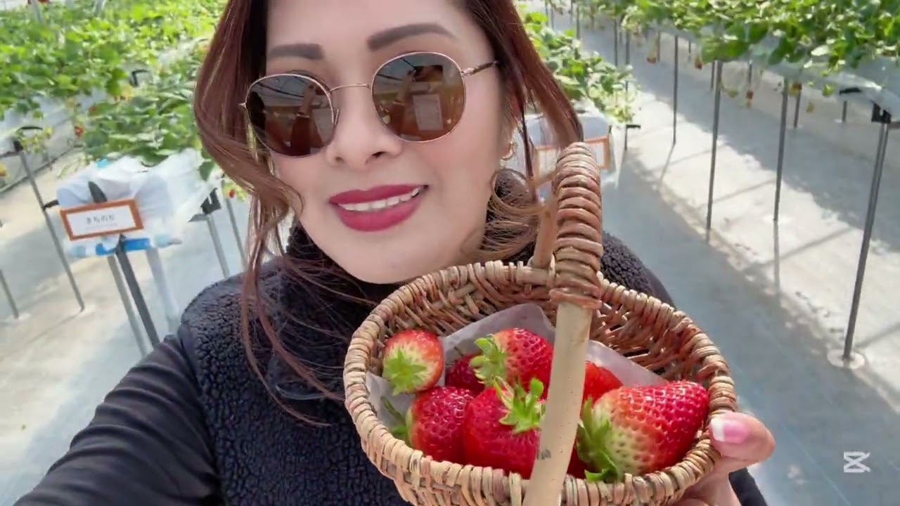 STRAWBERRY PICKING EXPERIENCE🍓