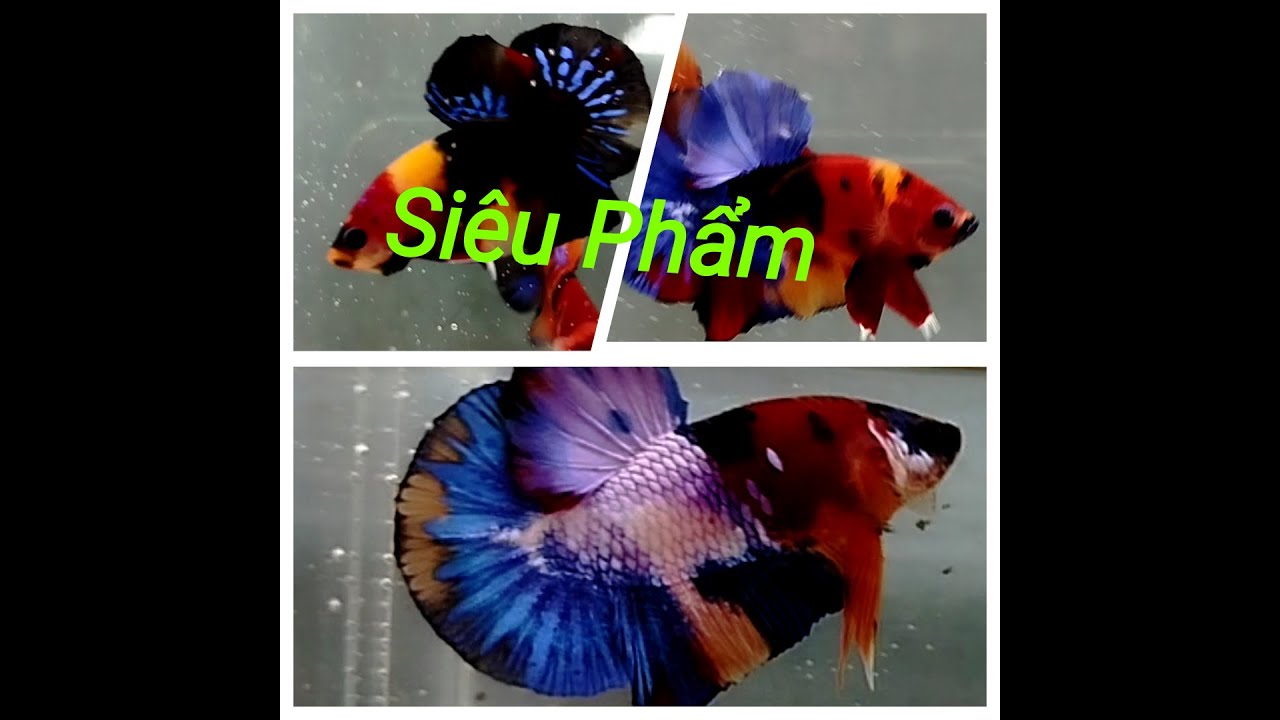 Đợt Cá Betta Koi Multi ngày 27 11 2025
