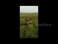 Incredible footage of a lioness pride taking down a pack of hyenas