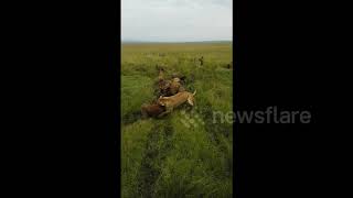 Download Lagu Incredible footage of a lioness pride taking down a pack of hyenas MP3 Download Lagu Incredible footage of a lioness pride taking down a pack of hyenas MP3
