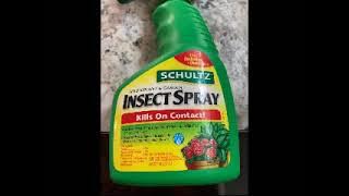 INSECTS - DARKO US - WXLFFLXW