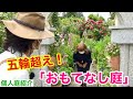 【なにもそこまで・・・】カーメン君もたじたじのお庭紹介します　【園芸】【ガーデニング】【個人庭】【まっきー庭】【おもてなし】