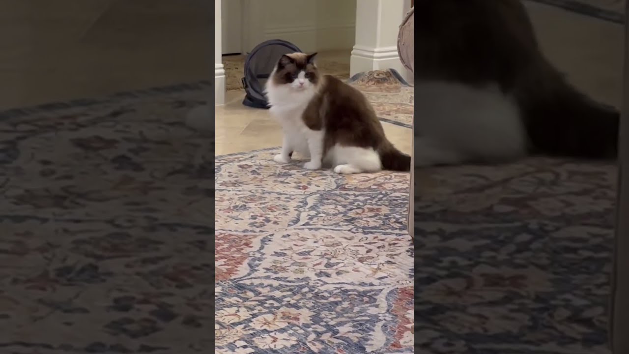 Bunny Makes Cat Move Out of Her Way!! 