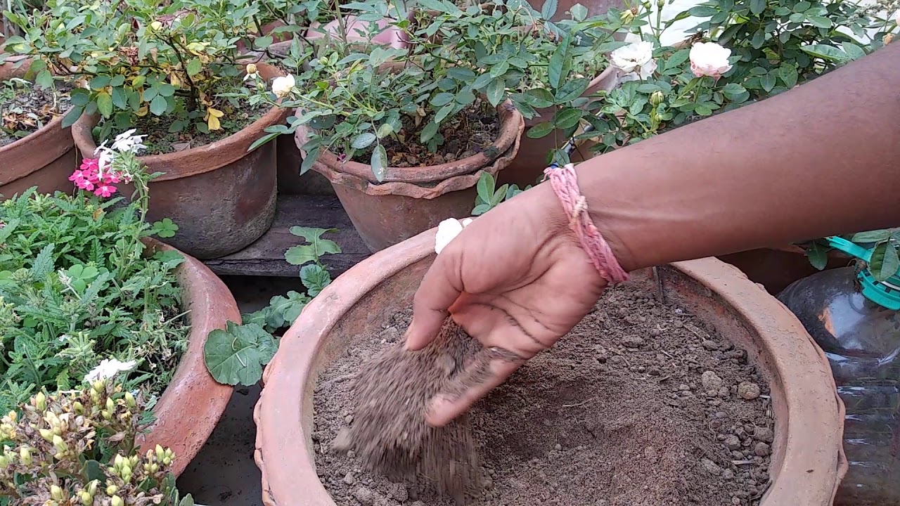 Transplanting sunflowers..... YouTube