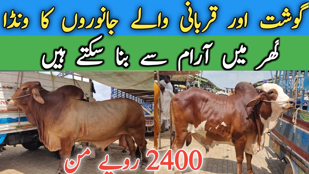 Desi Wanda Formula For Qurbani Or Fattening Animals || Global Village Farming 