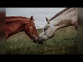 野生の馬 (2年B組 合唱)