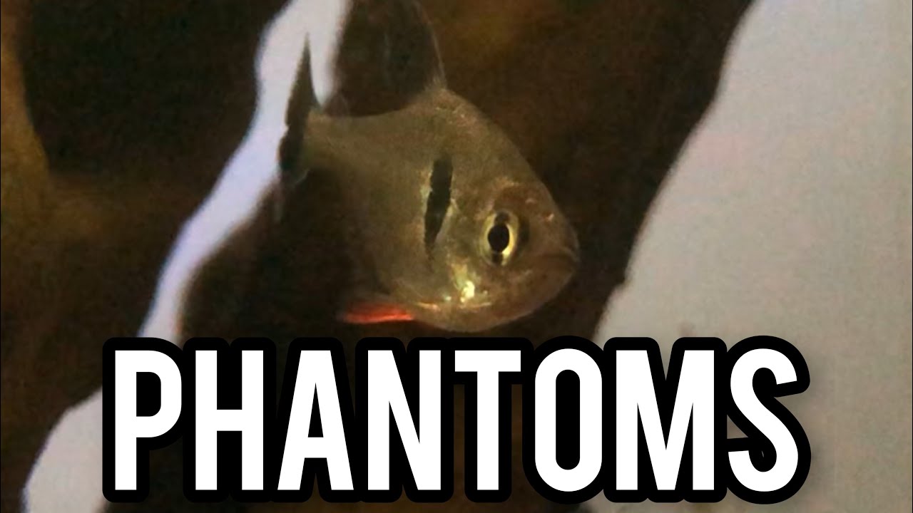 Coolest Tetra Ever? The Black Phantom (Tank Updates)