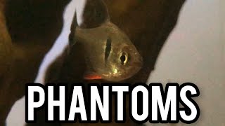 Coolest Tetra Ever? The Black Phantom (Tank Updates)