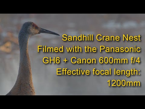GH6 + Canon 600mm f/4 II -  Sandhill Crane Nest @ 1,200mm  (Effective Focal Length)