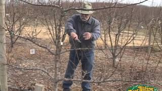 Winter Pruning 2014
