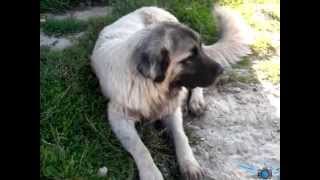 Stanet E Sherifmusaj 2012 - Video 35