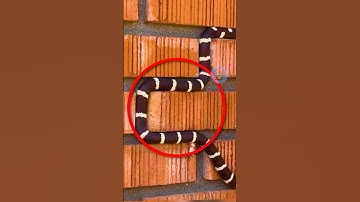 NHỮNG LOÀI ĐỘNG VẬT KHÓ KHẢ NĂNG TÀNG HÌNH | 😨 #fact #amazingfacts #thaukinhdongvat