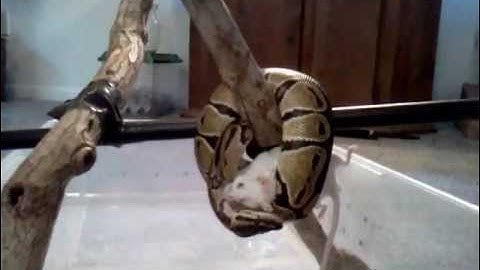 Ball python vs. rat - Hanging from branch KILL & EAT