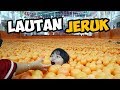 LAUTAN JERUK | MANDI BOLA TERBESAR di Bandung