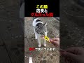 この猫店長とグルだった説