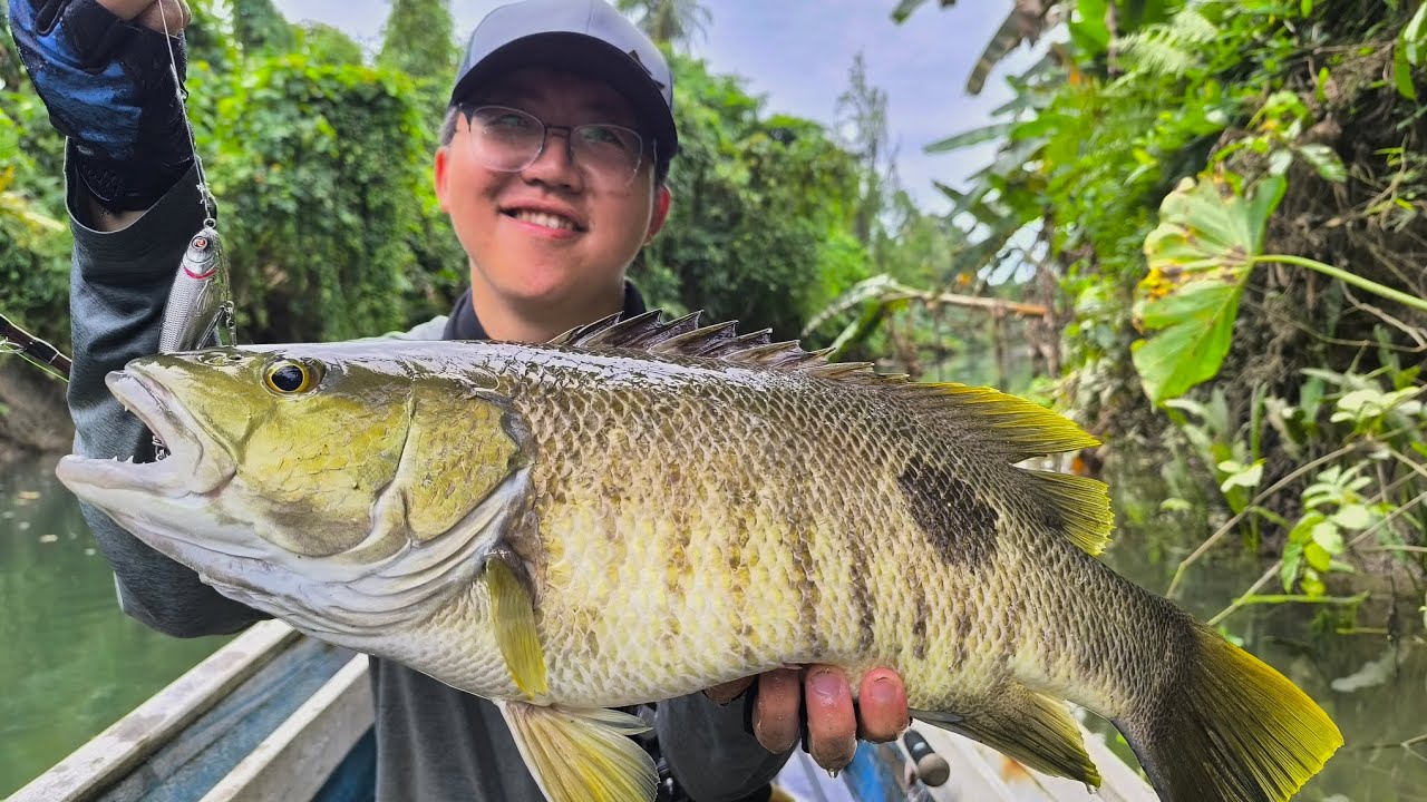 Spottail Bass Sumatra Indonesia Part 2 印尼苏门答腊斑尾鲈 2