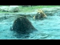 Bears Lick Feet Close Eyes While Watching Bears Lick Feet Close Eyes While Watching