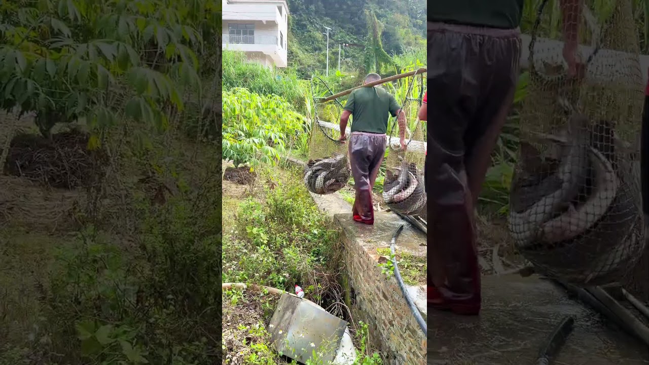 A Bountiful Harvest: Harvesting Fresh Fish from Sustainable Pools