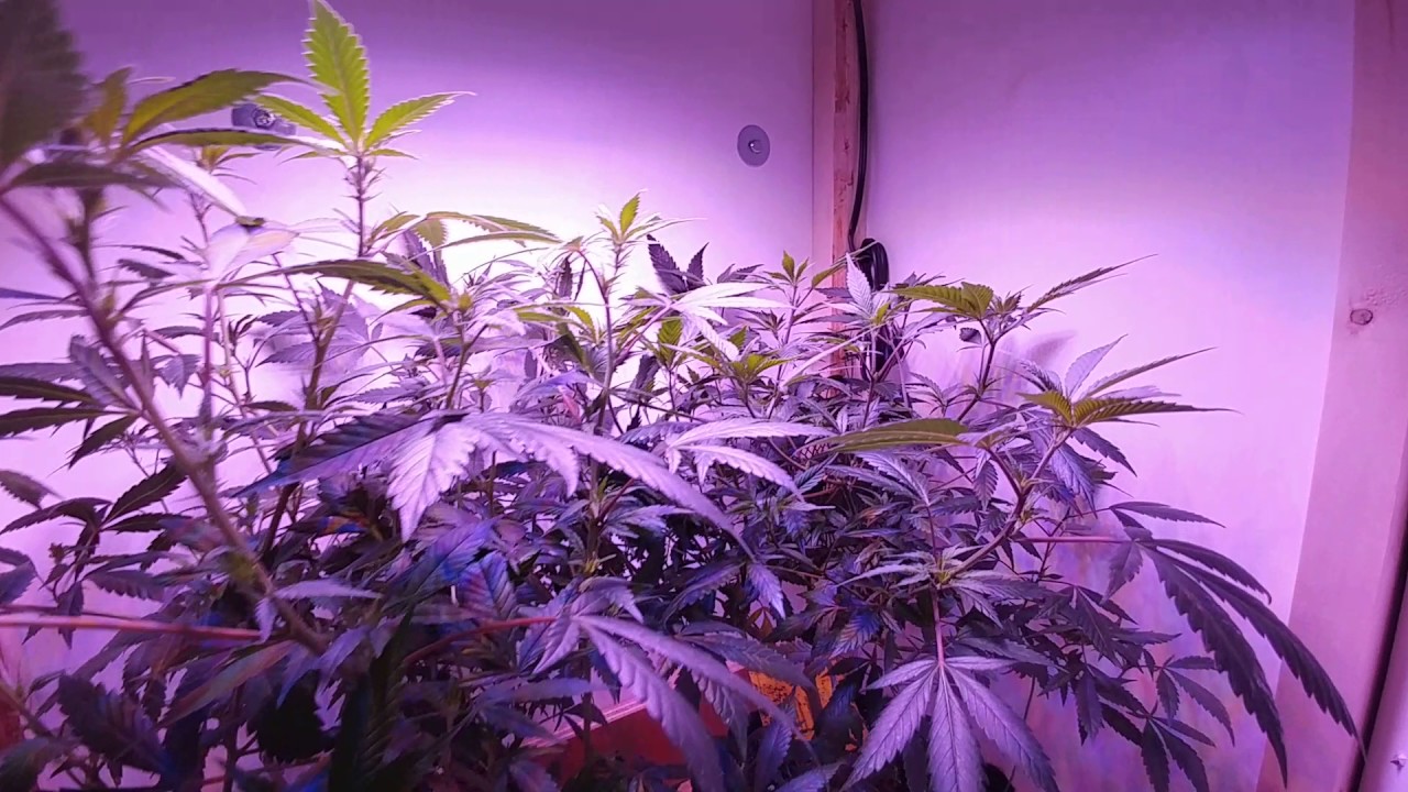 Legal Medicinal Medical Marijuana Cannabis Grow