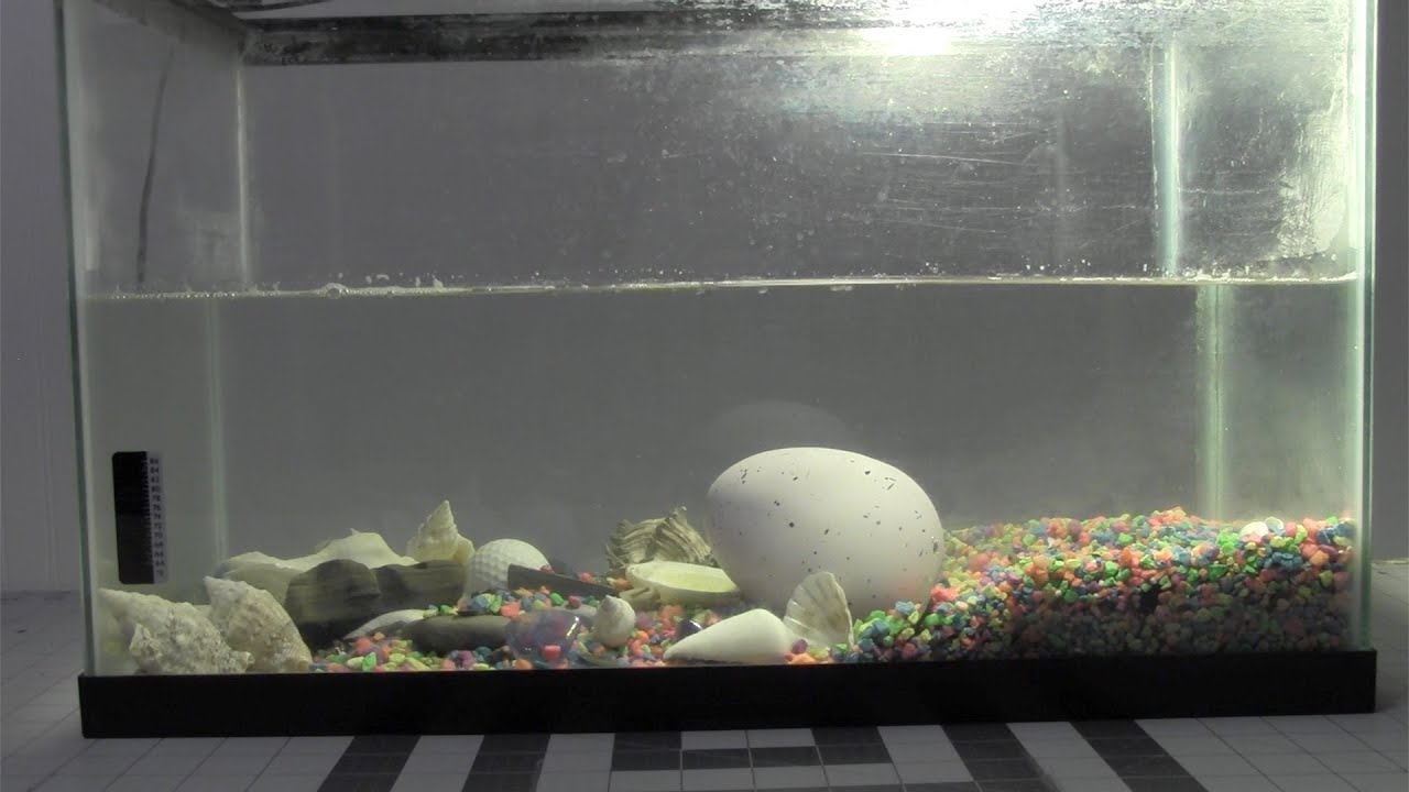 Dinosaur egg hatching